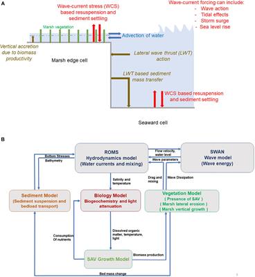 Modeling Marsh Dynamics Using a 3-D Coupled Wave-Flow-Sediment Model